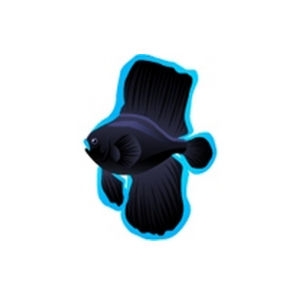 Aqua Batfish